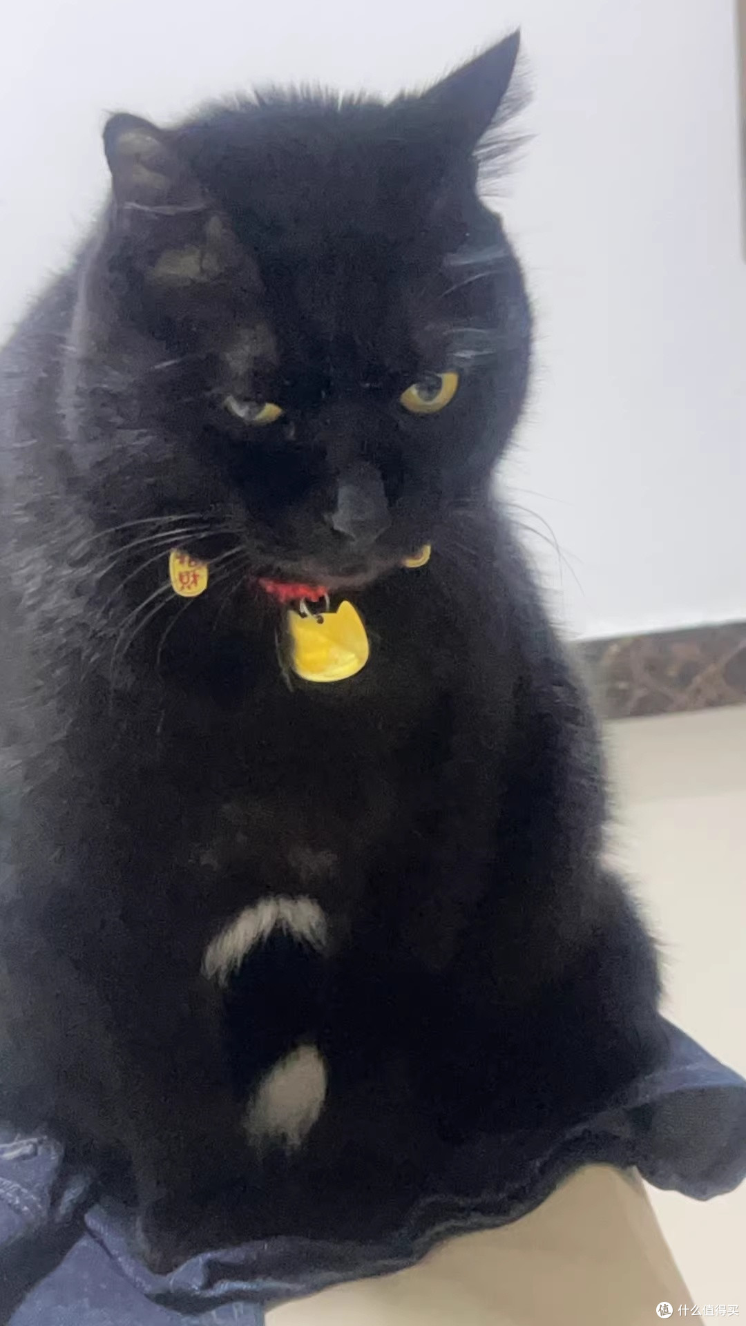 换了三次粮之后,我家挑嘴猫终于肯好好吃饭了