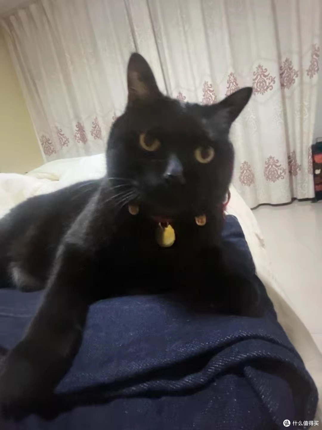 换了三次粮之后,我家挑嘴猫终于肯好好吃饭了