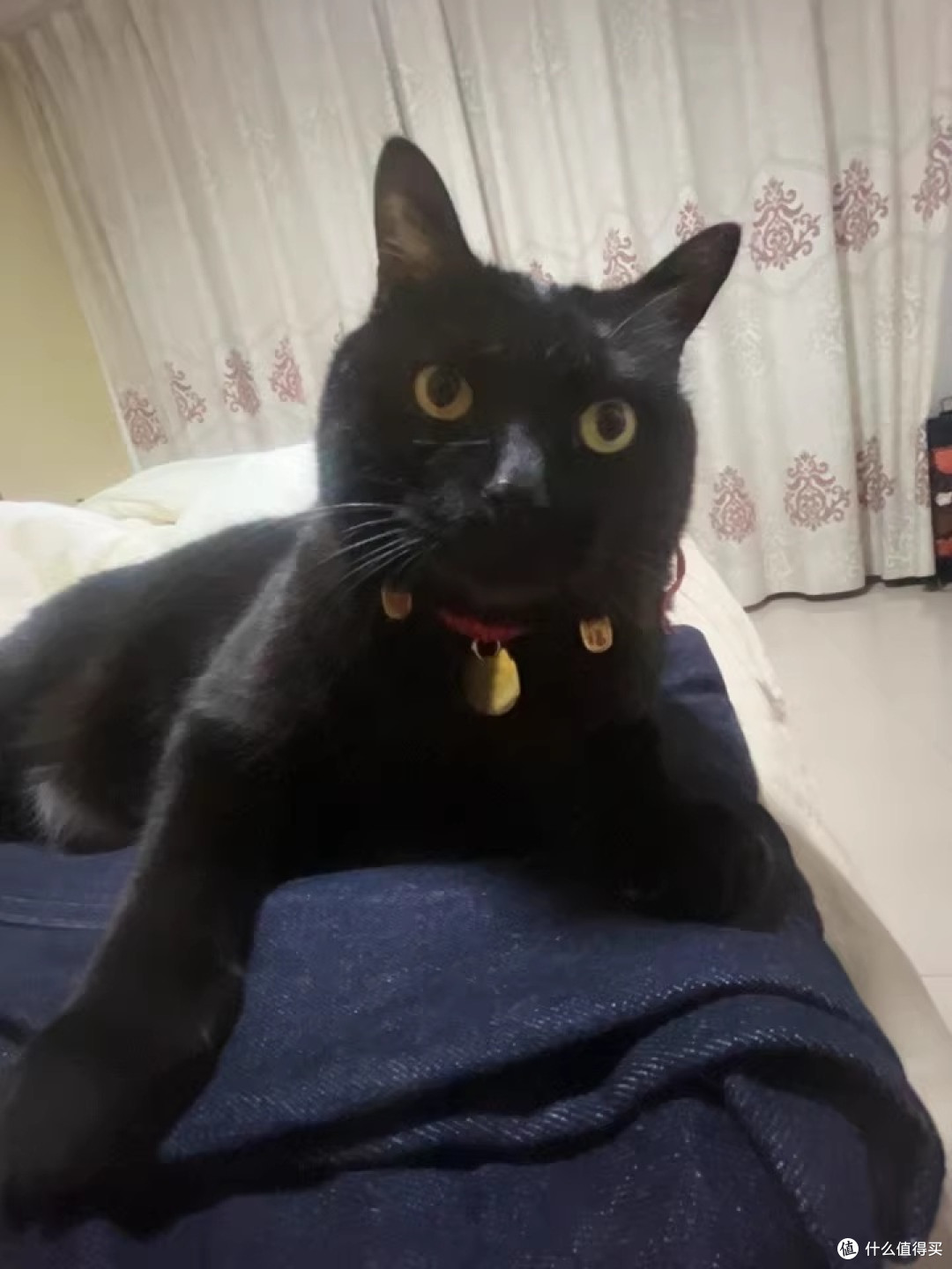 换了三次粮之后，我家挑嘴猫终于肯好好吃饭了
