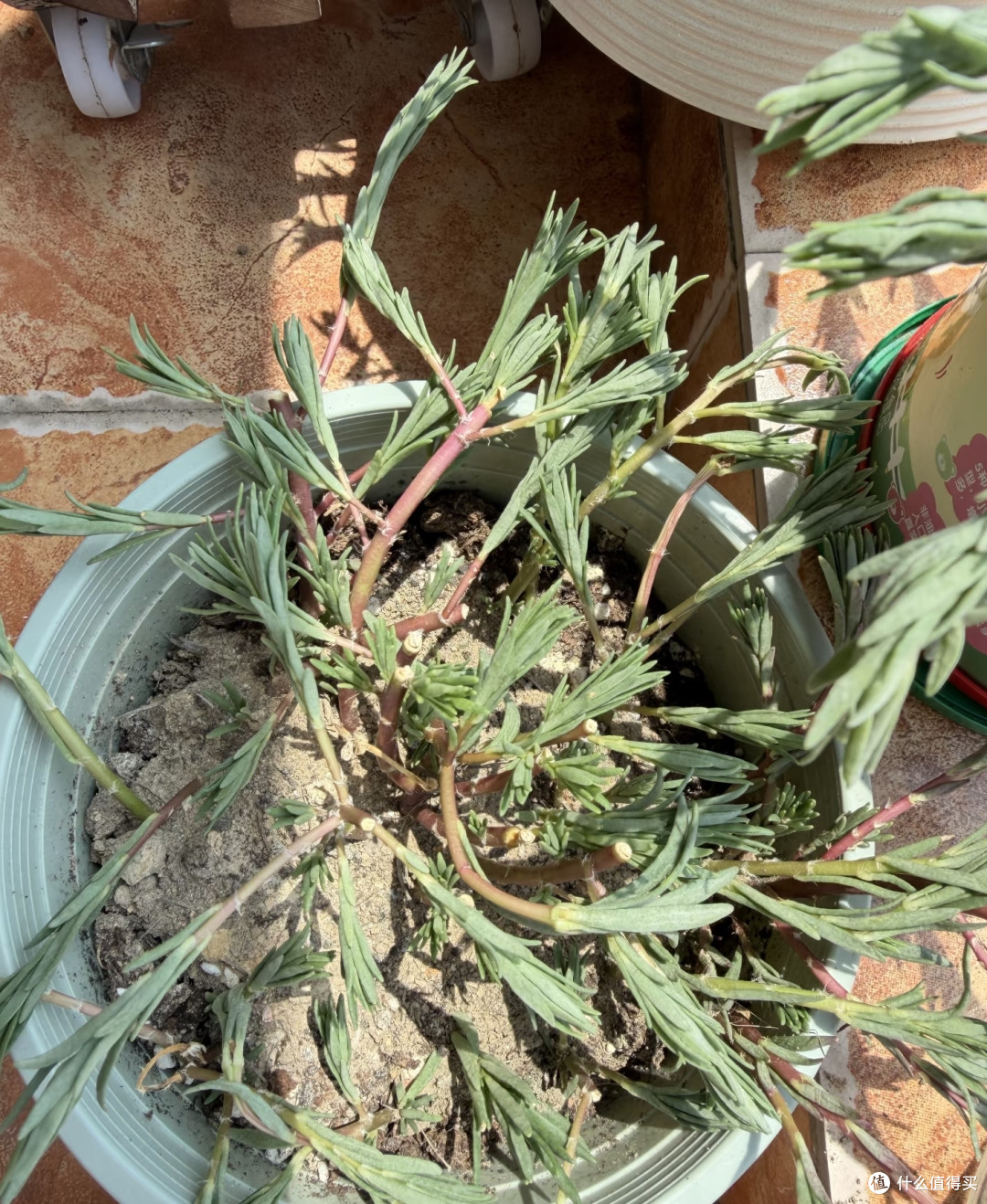 端午前后高温来袭!10种花半分水缺不得,断水1天直接变“咸菜”