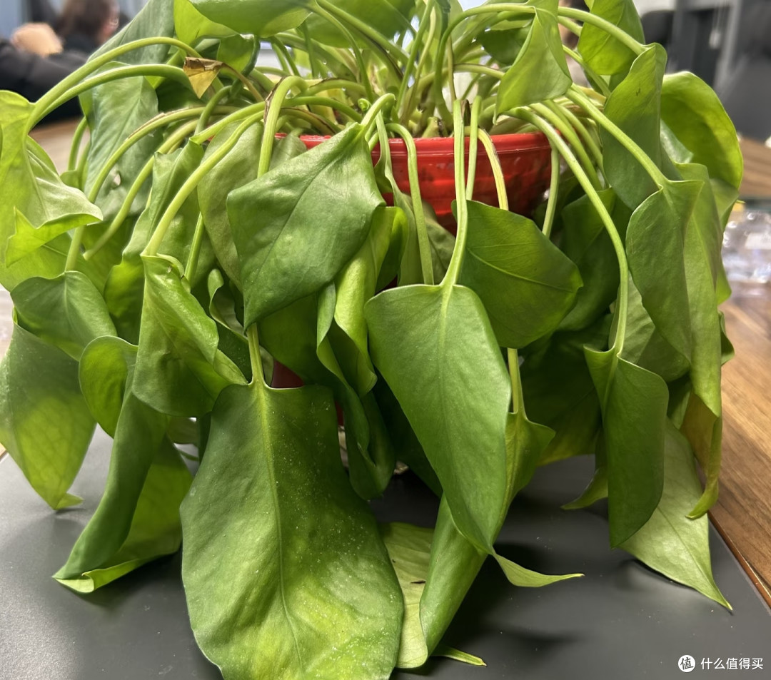 端午前后高温来袭!10种花半分水缺不得,断水1天直接变“咸菜”
