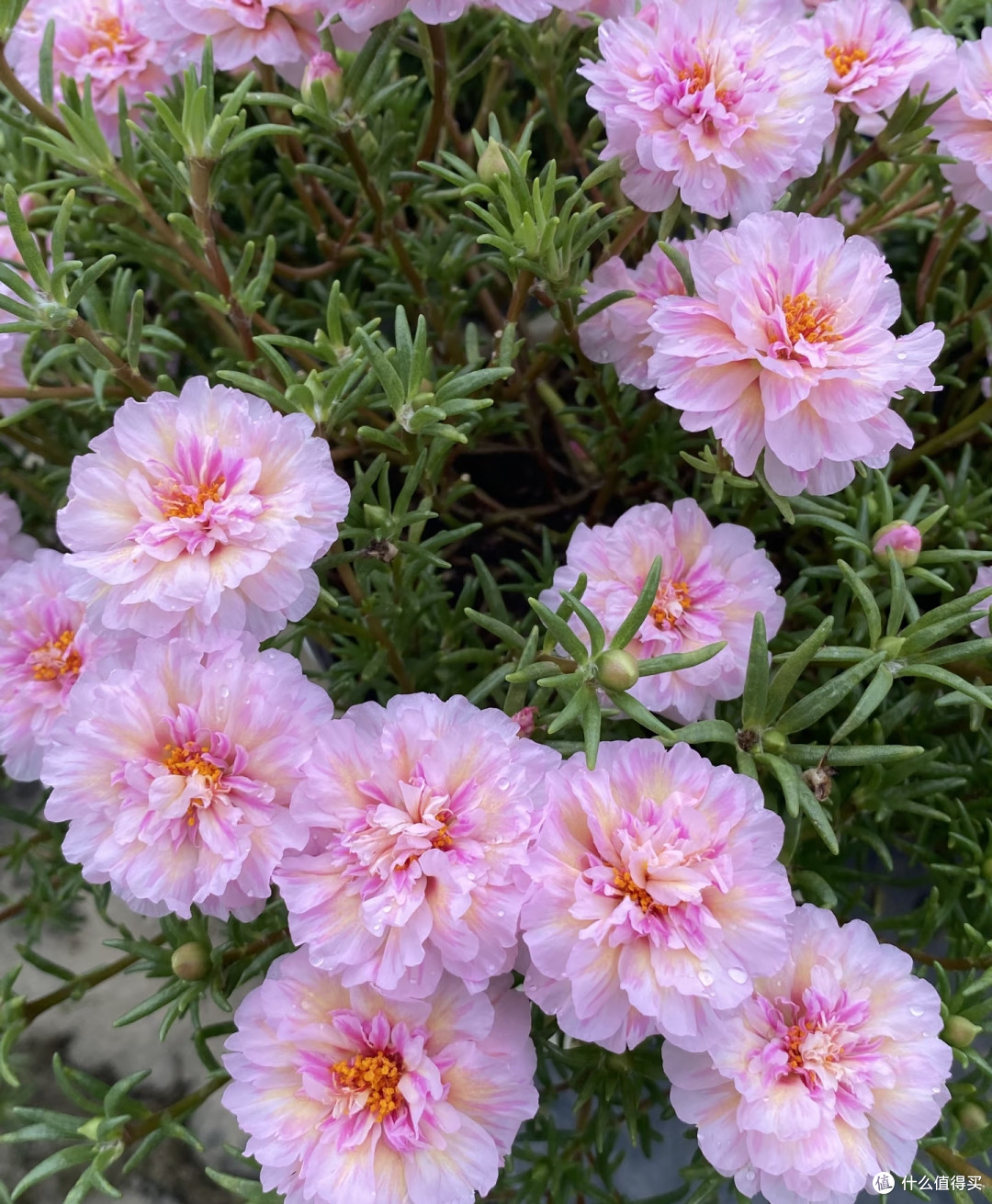 端午前后高温来袭!10种花半分水缺不得,断水1天直接变“咸菜”