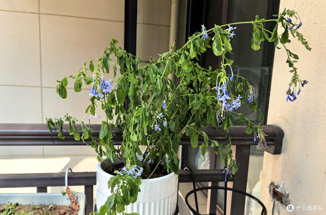 端午前后高温来袭!10种花半分水缺不得,断水1天直接变“咸菜”