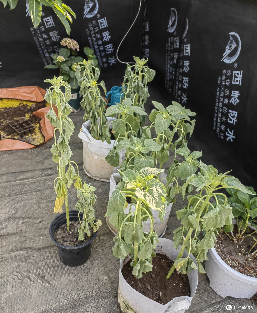 端午前后高温来袭!10种花半分水缺不得,断水1天直接变“咸菜”