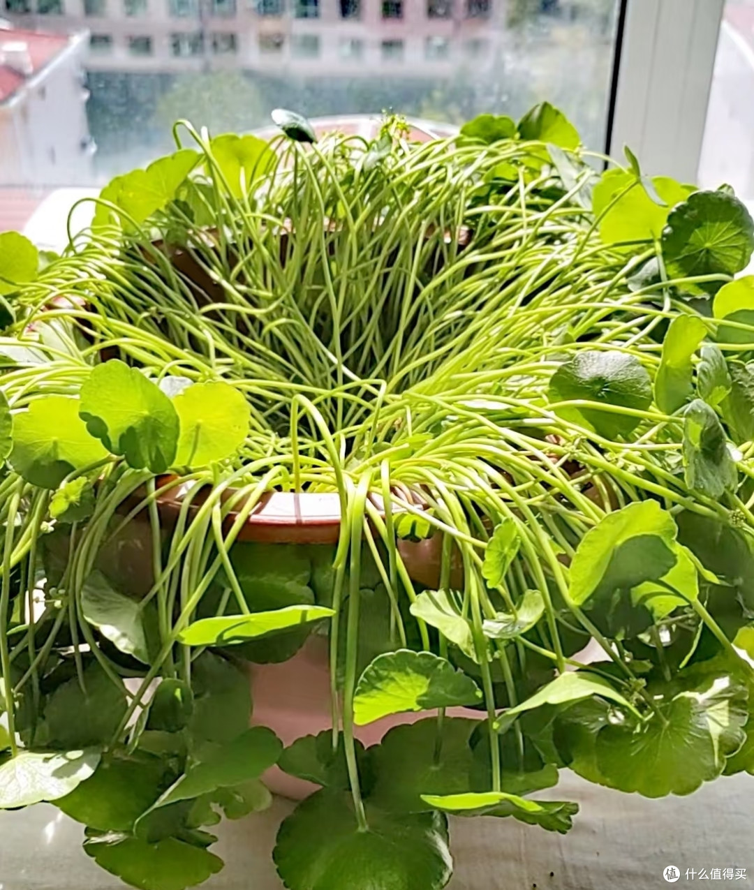 端午前后高温来袭!10种花半分水缺不得,断水1天直接变“咸菜”