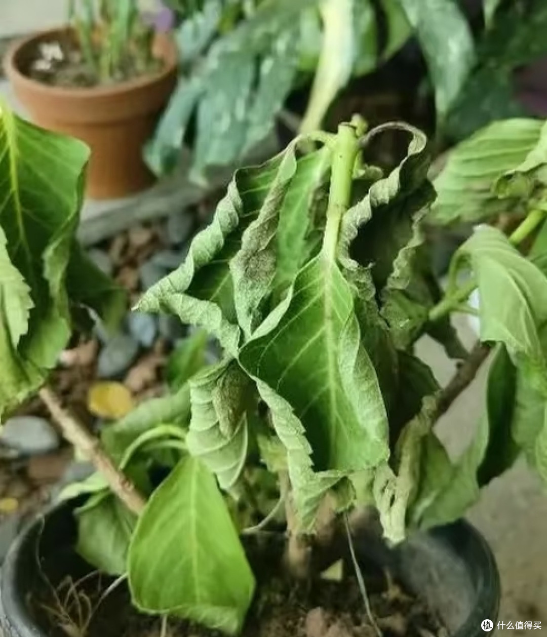 端午前后高温来袭!10种花半分水缺不得,断水1天直接变“咸菜”