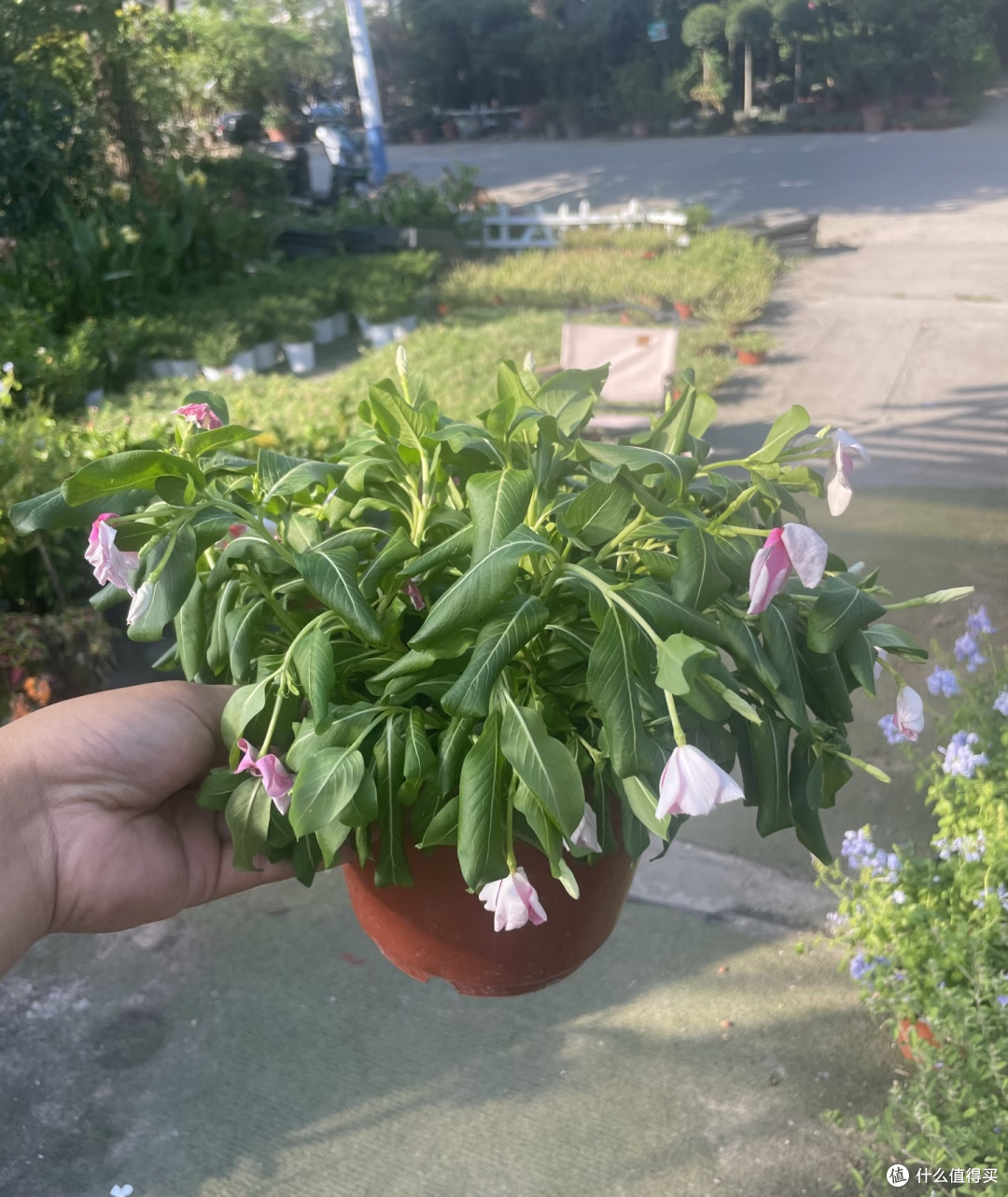 端午前后高温来袭!10种花半分水缺不得,断水1天直接变“咸菜”