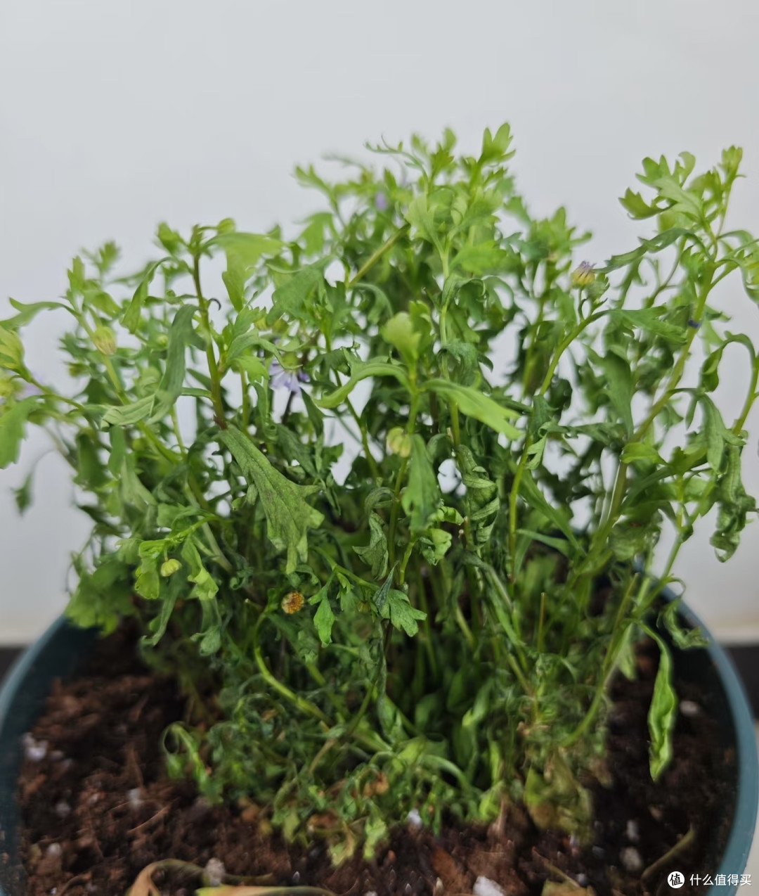 端午前后高温来袭!10种花半分水缺不得,断水1天直接变“咸菜”