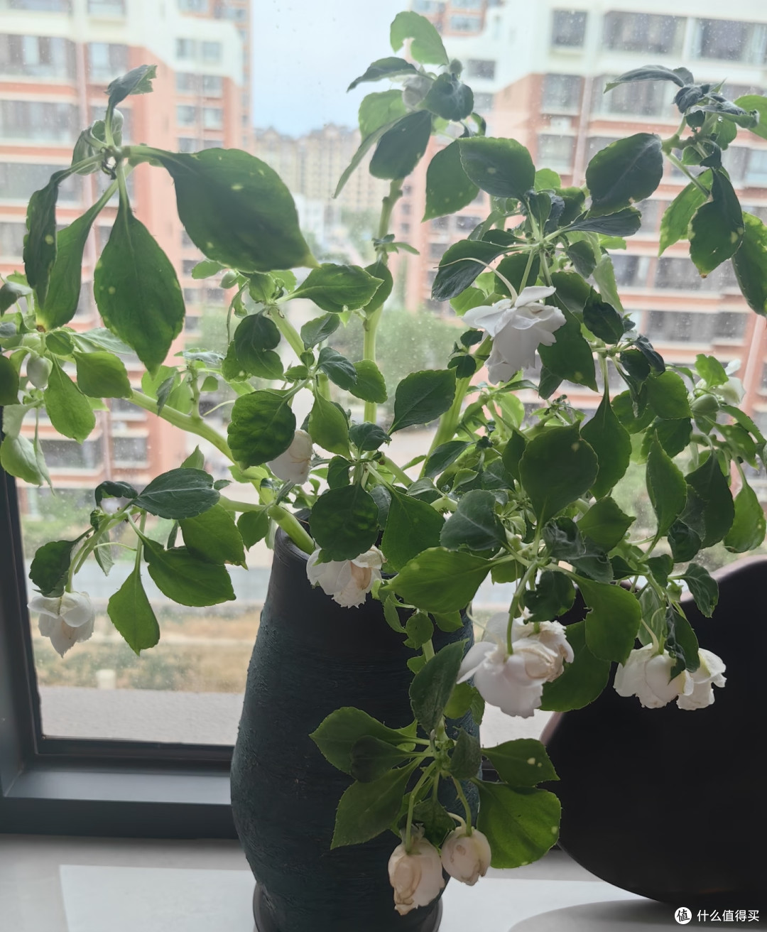 端午前后高温来袭!10种花半分水缺不得,断水1天直接变“咸菜”