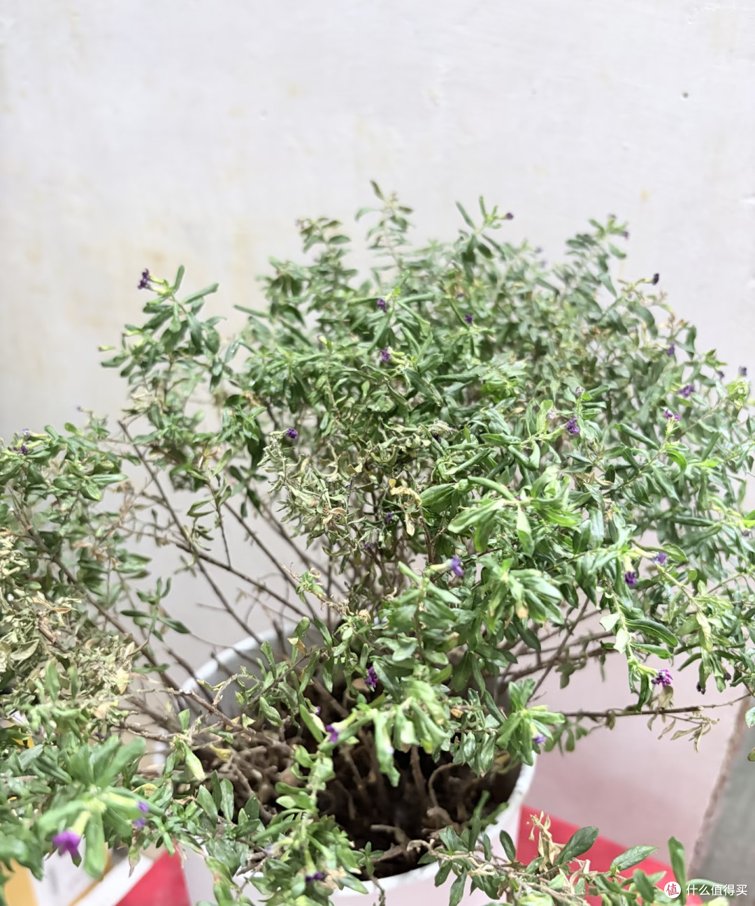 端午前后高温来袭!10种花半分水缺不得,断水1天直接变“咸菜”