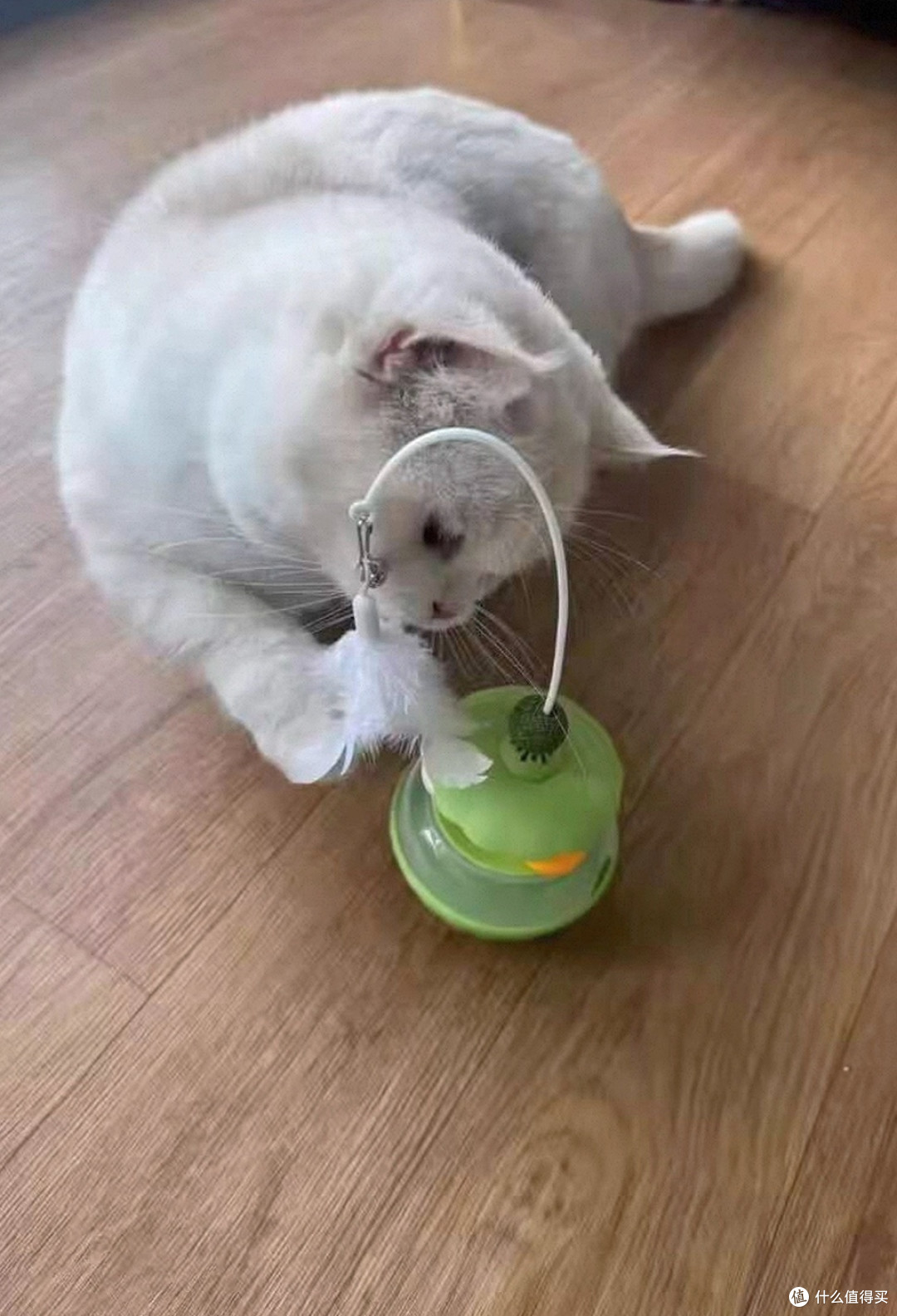猫主子高要求生活指南:猫玩具+猫爬架精准选购攻略