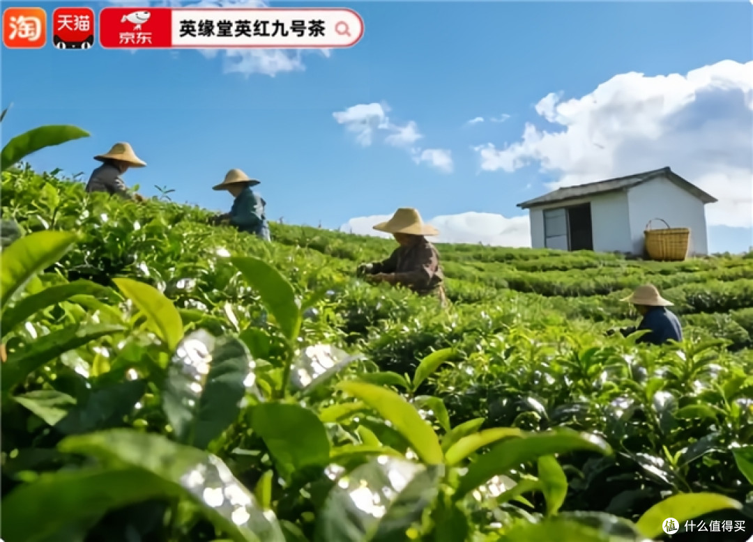 琥珀金汤耐泡 8 泡，英缘堂英红九号一口鲜爽回甘口粮性价比款