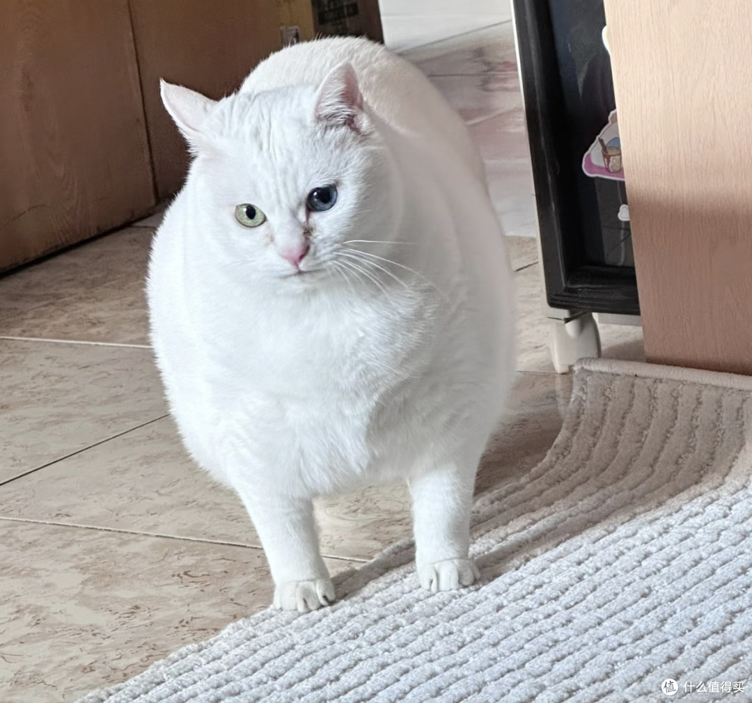 我家小白胖猫的精致日常