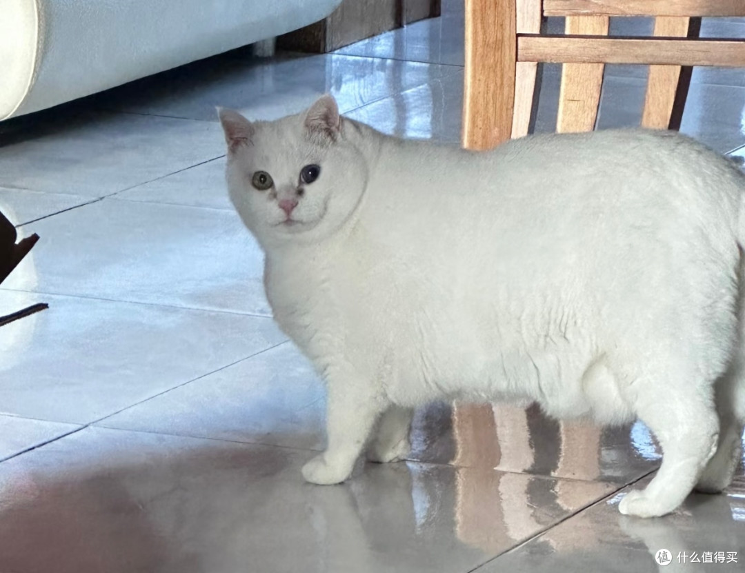 我家小白胖猫的精致日常