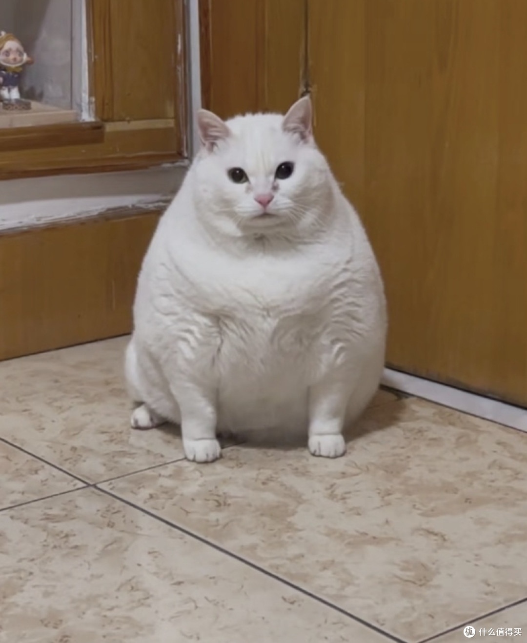 我家小白胖猫的精致日常
