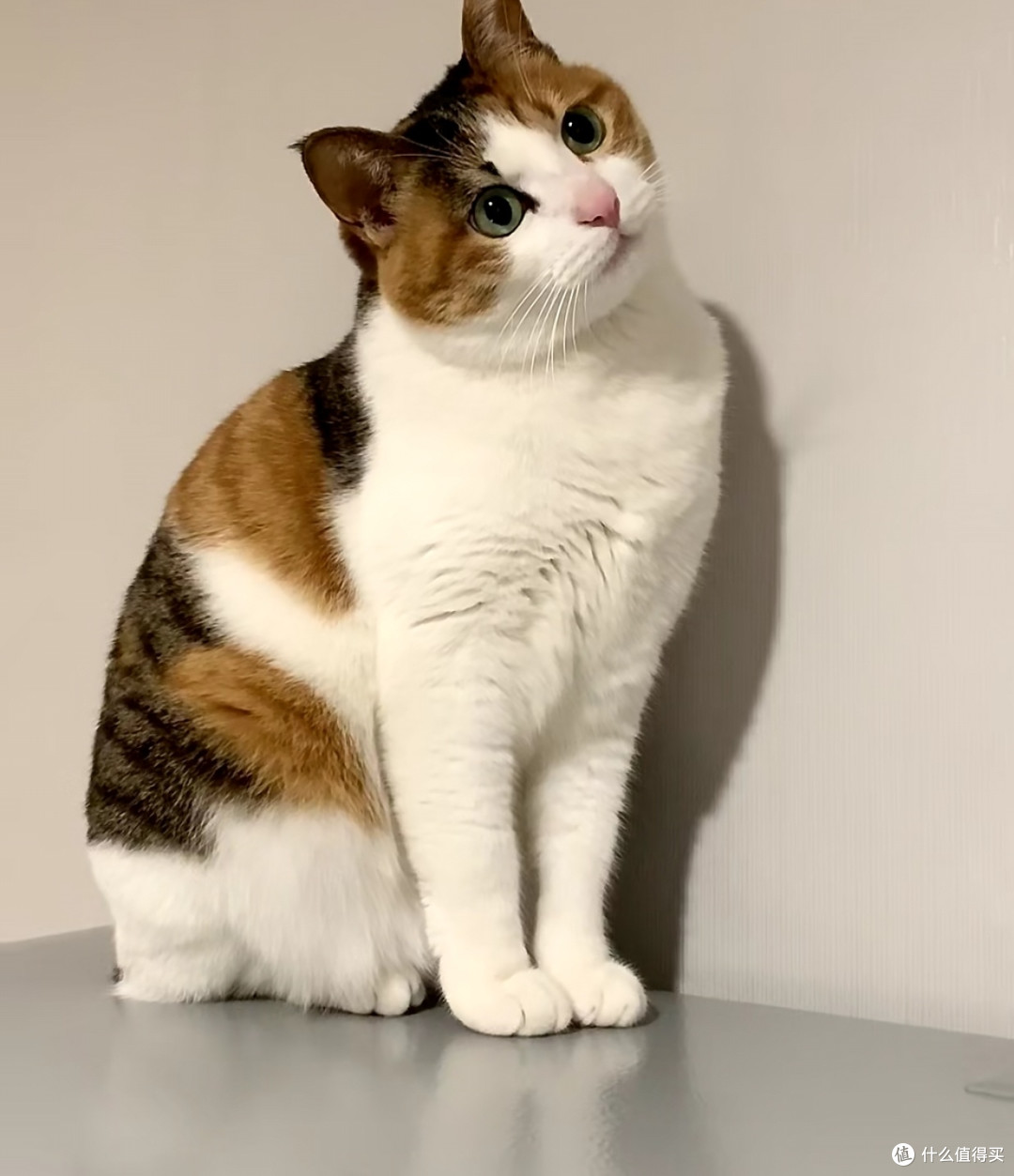 我家小花猫的精致日常|温柔又傲娇的小宝贝