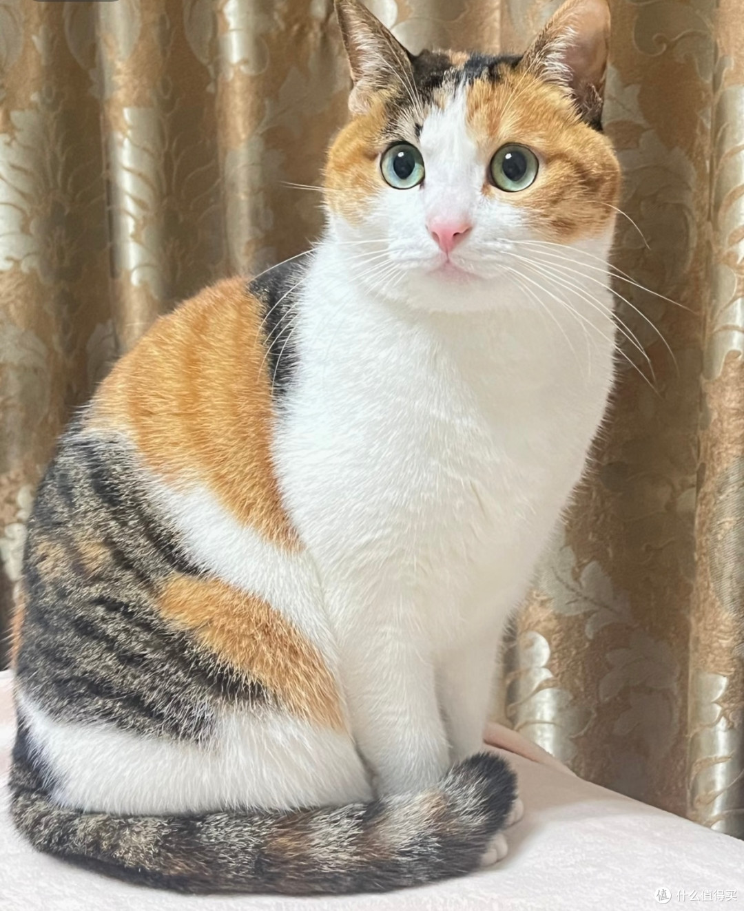 我家小花猫的精致日常|温柔又傲娇的小宝贝