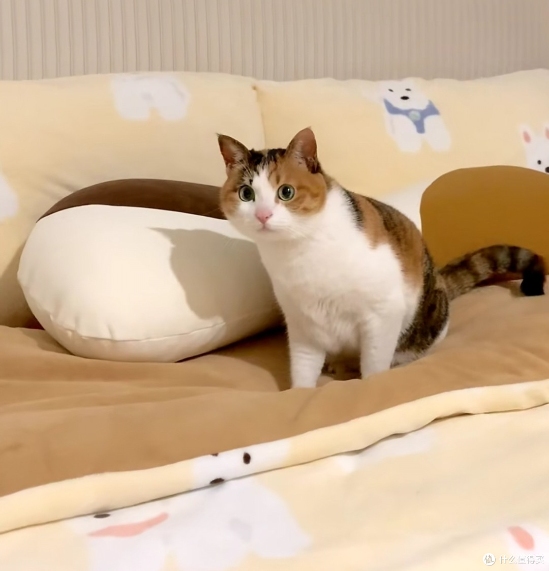我家小花猫的精致日常|温柔又傲娇的小宝贝