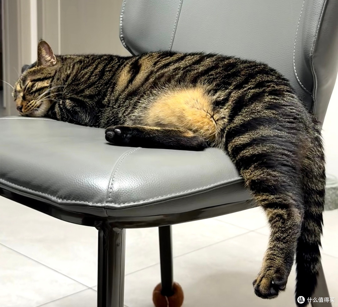 我家精力爆棚狸花猫日常｜又乖又疯的小机灵鬼🐱