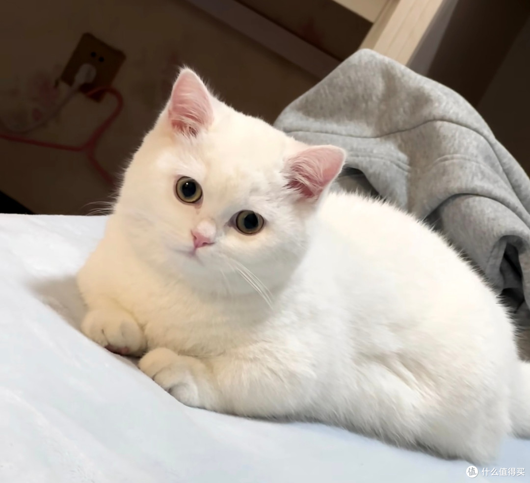 我家仙气小白猫日常|可静可动的小天使🐈
