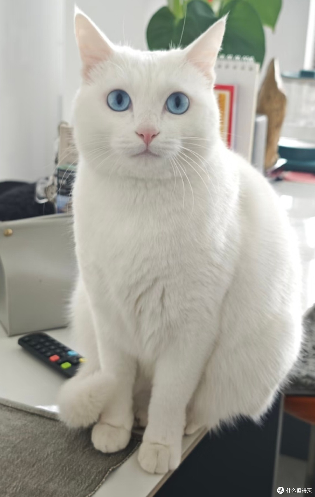 我家仙气小白猫日常|可静可动的小天使🐈