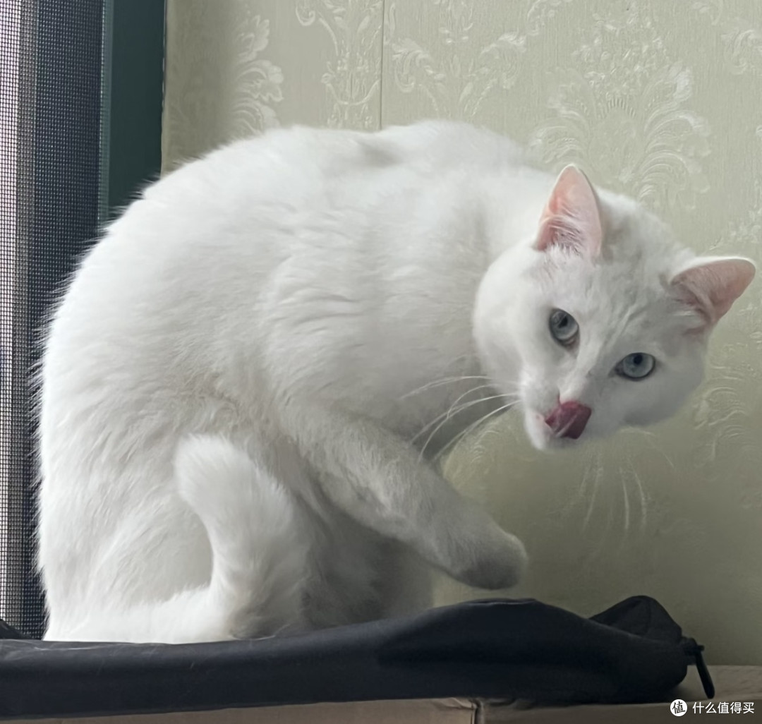 我家仙气小白猫日常|可静可动的小天使🐈