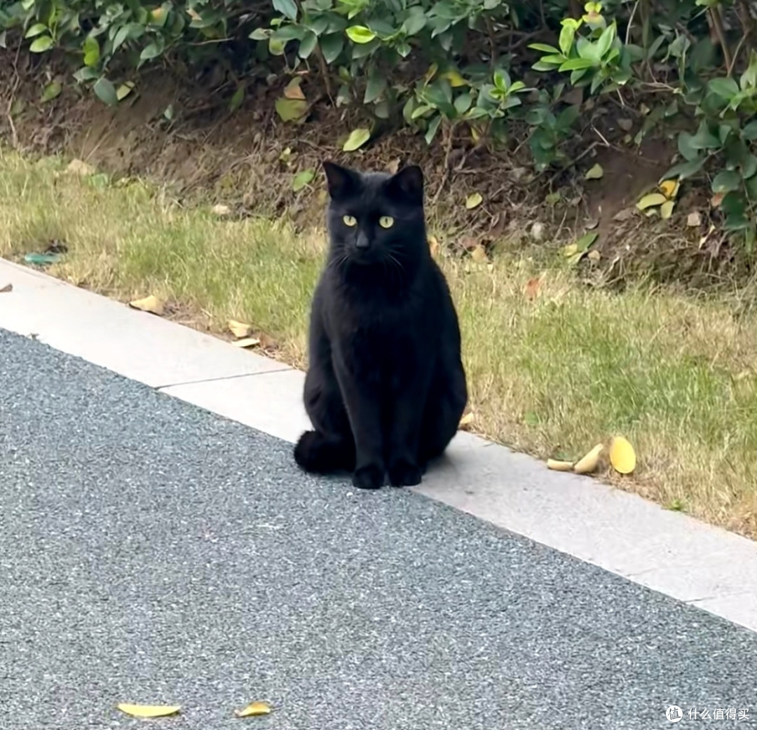 我家神秘小黑猫|慵懒又调皮的治愈日常🐈⬛
