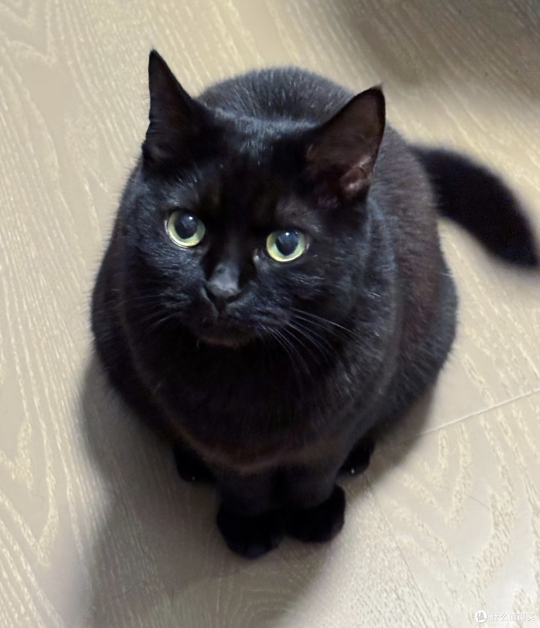 我家神秘小黑猫|慵懒又调皮的治愈日常🐈⬛