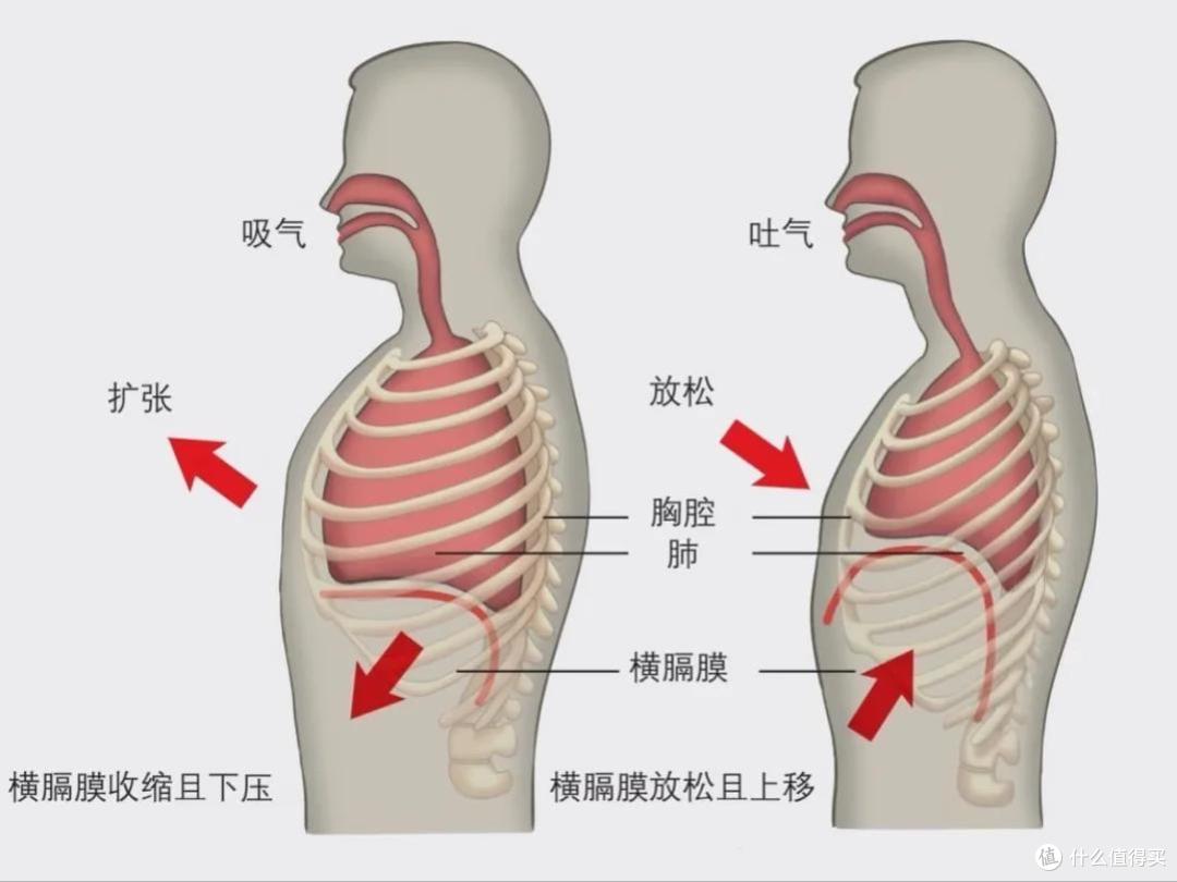 肚子不大却显胖?每天10分钟,3个动作专治肋骨外翻