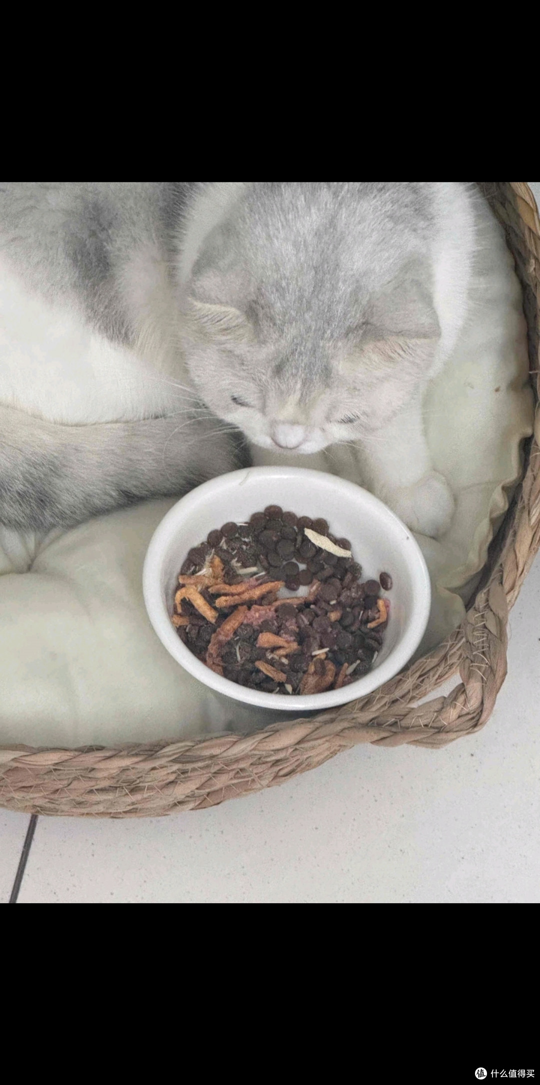 陶瓷双碗提升猫咪进食舒适度