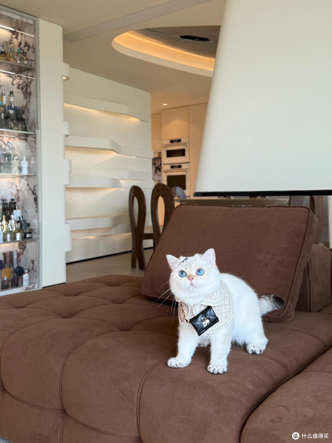 专属餐具守护猫咪健康