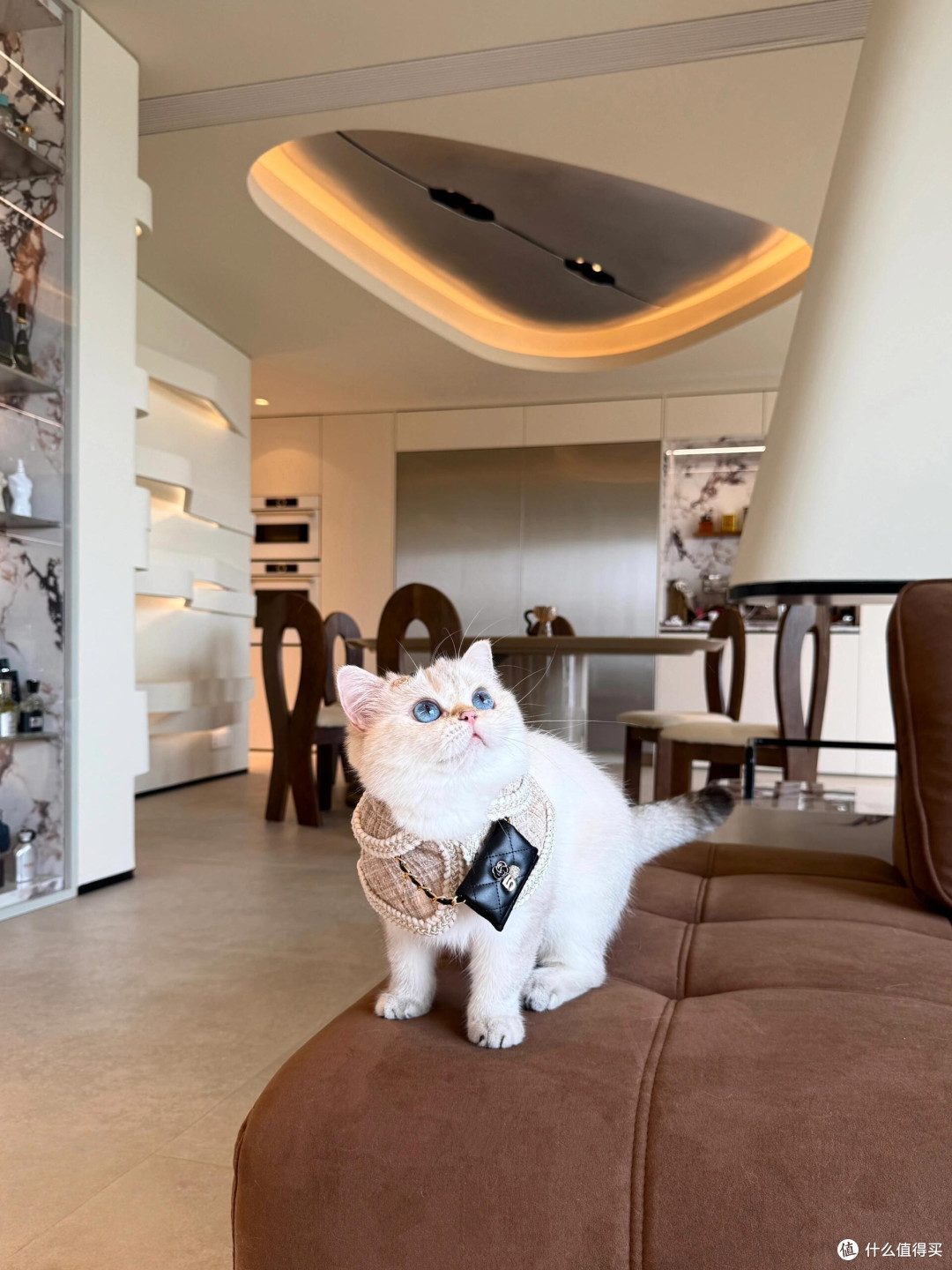 专属餐具守护猫咪健康