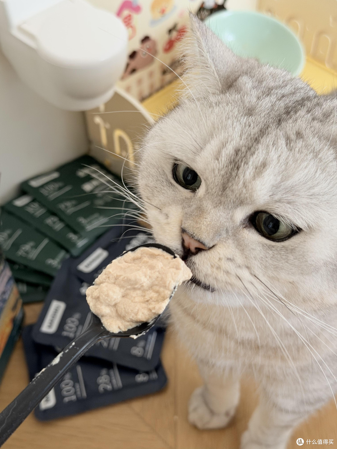 科学养猫:从餐具到作息的全方位呵护