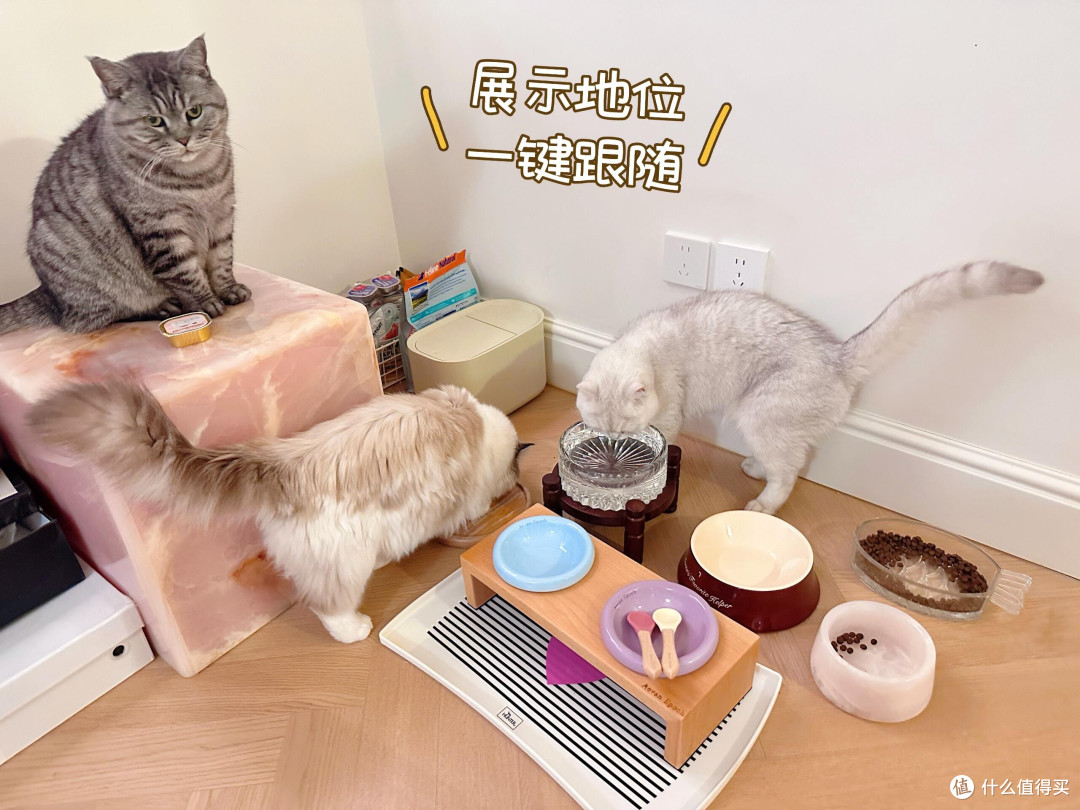科学养猫：专属餐具与定制玩具