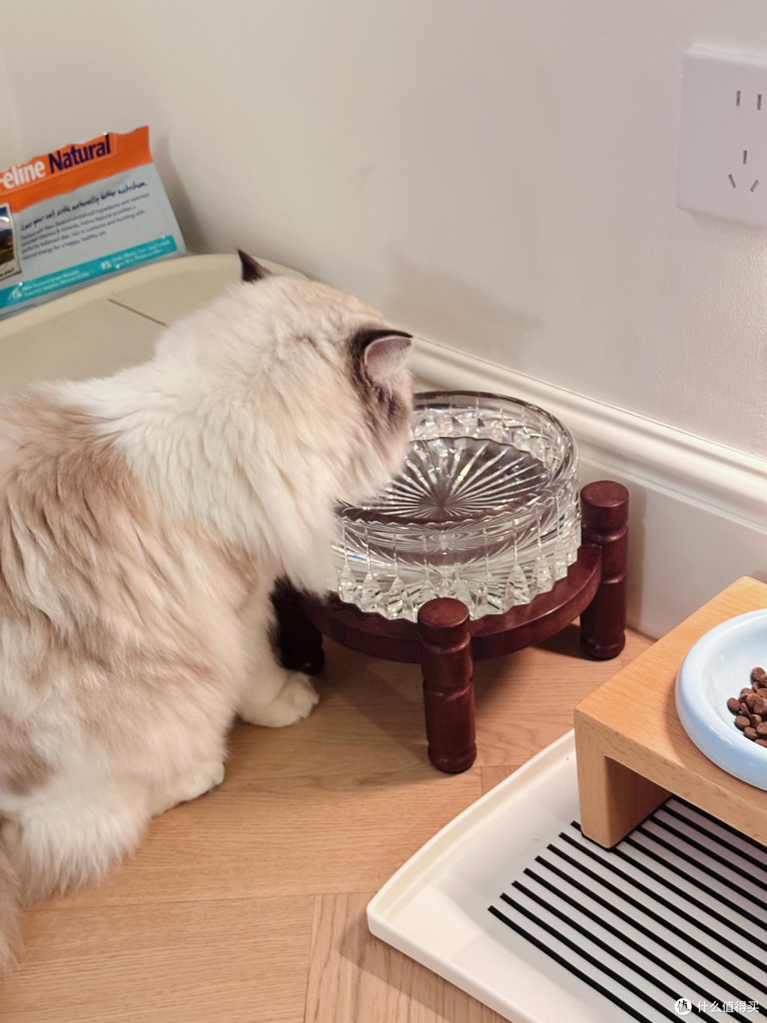 科学养猫:专属餐具与定制玩具