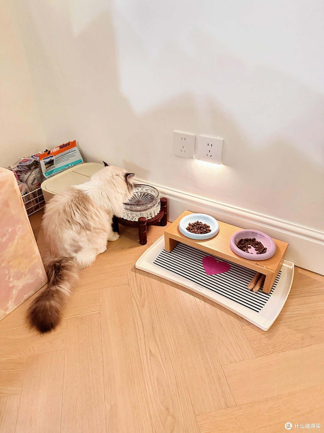 科学养猫:专属餐具与定制玩具