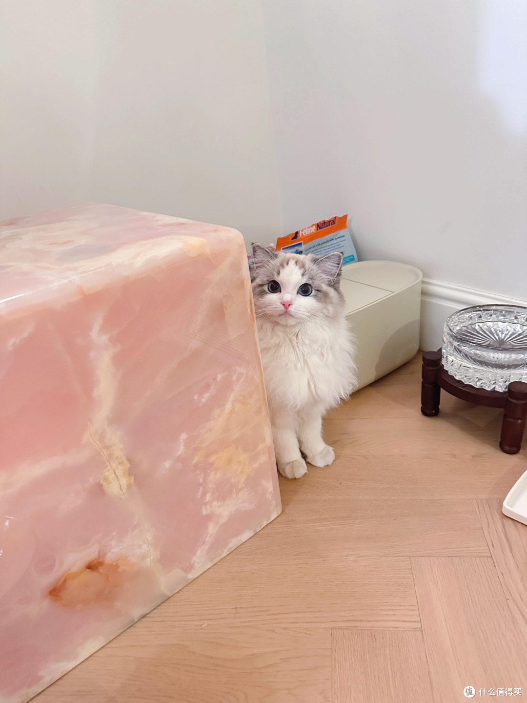 科学养猫:专属餐具与定制玩具