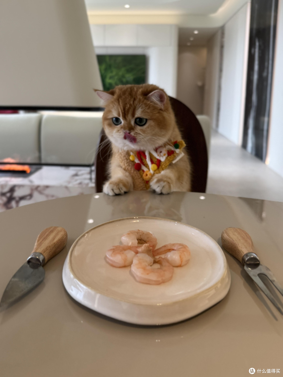 科学养护猫咪的日常实践