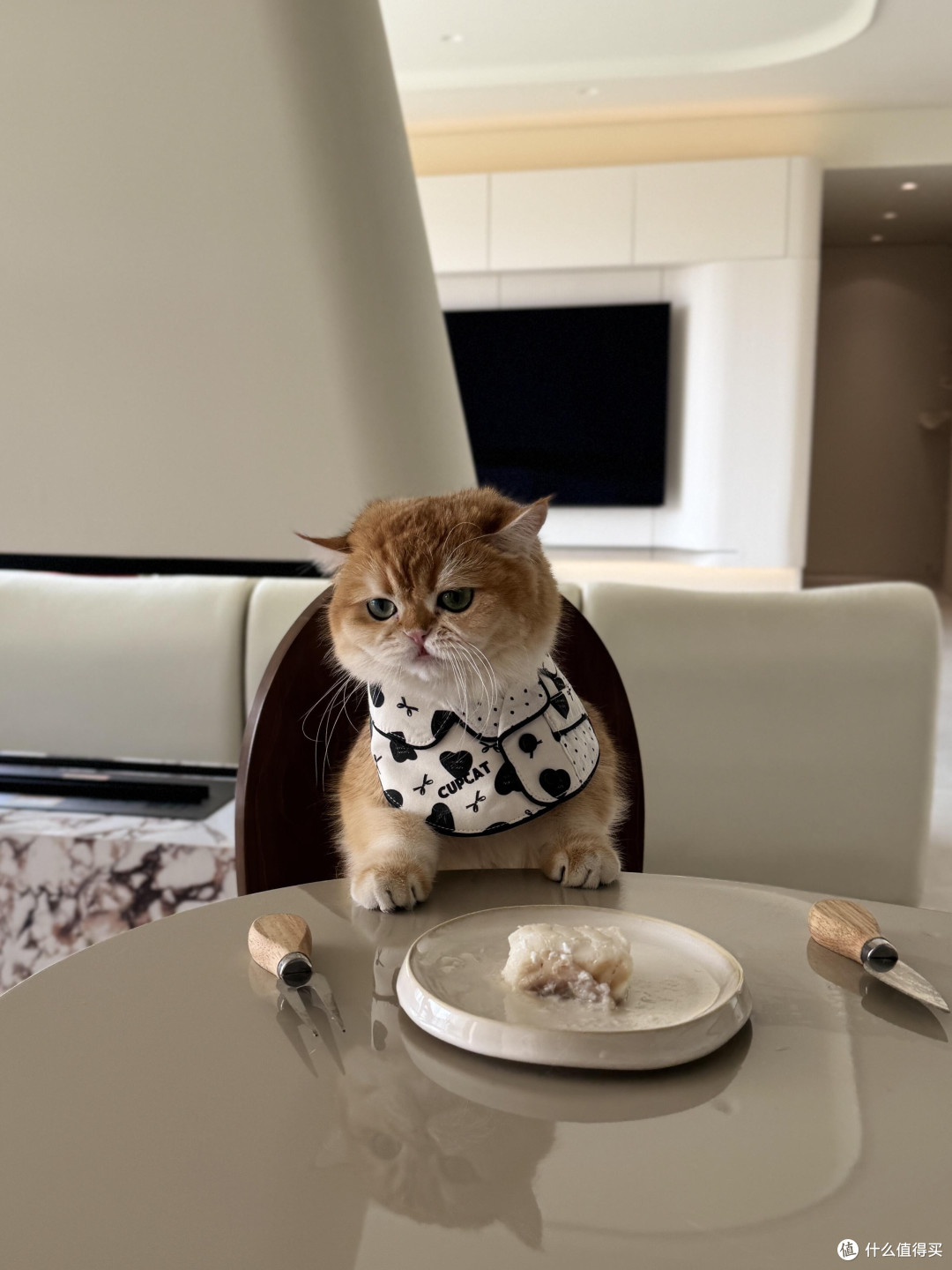 科学养护猫咪的日常实践