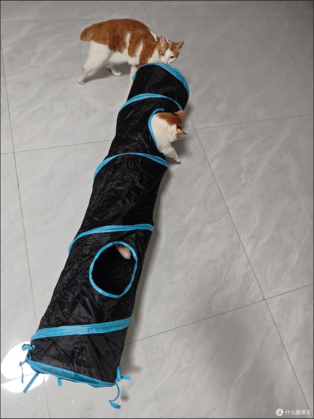 猫咪自嗨隧道,缓解独处焦虑