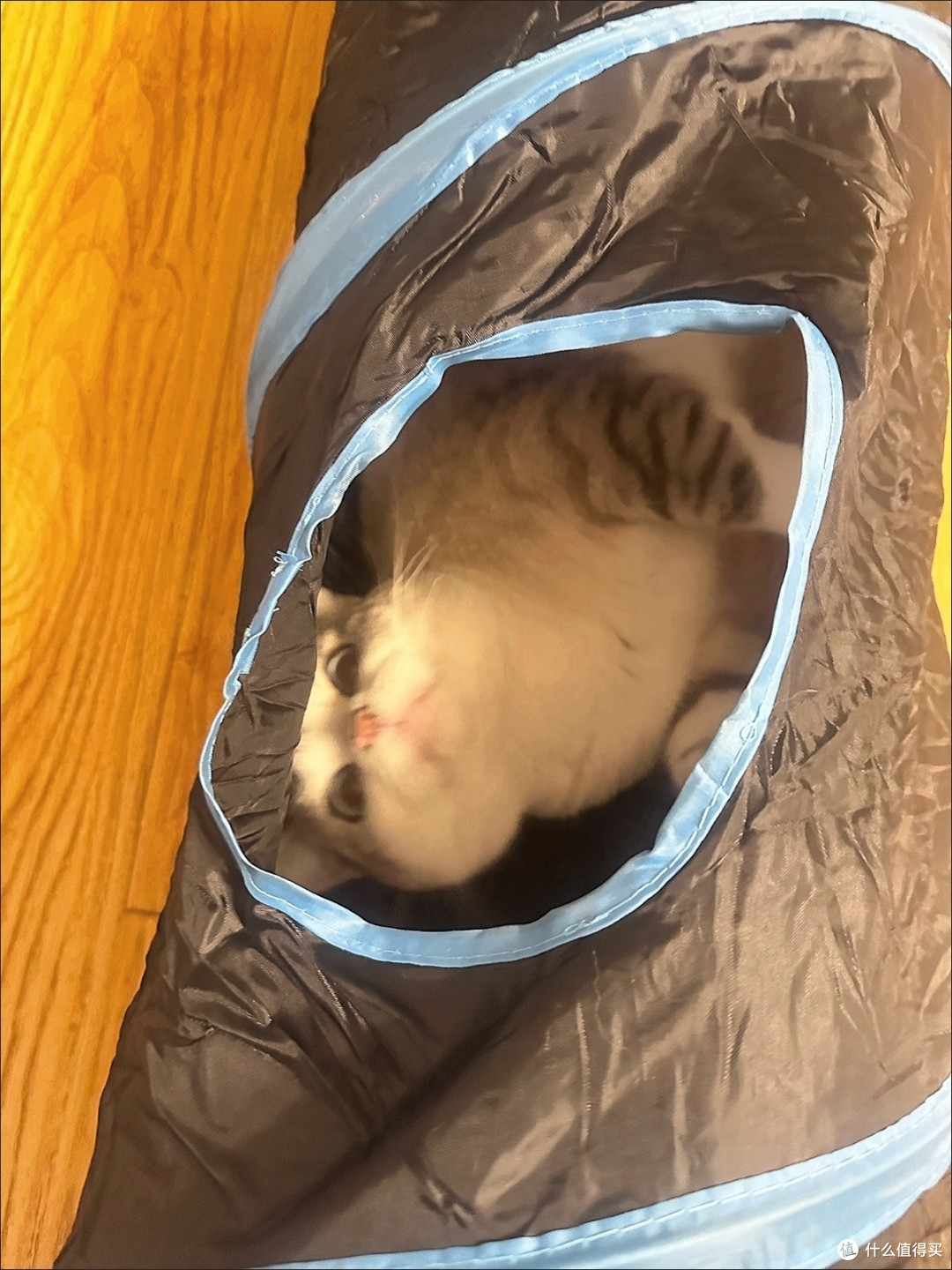 猫咪自嗨隧道,缓解独处焦虑