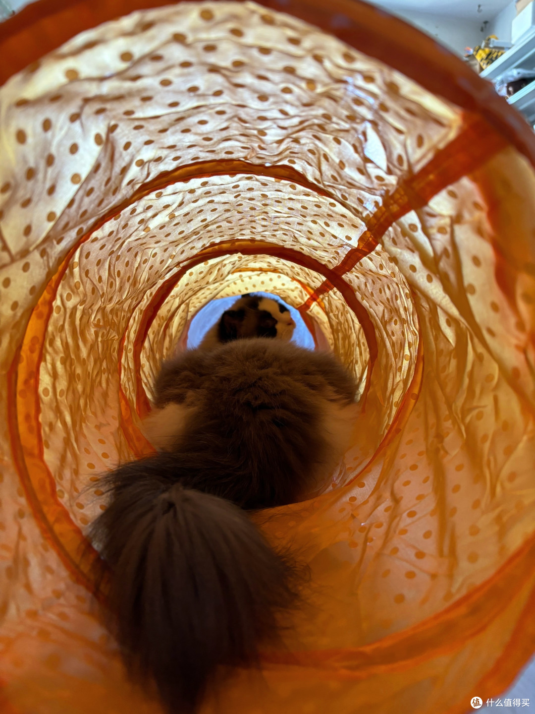 猫咪自嗨隧道,缓解独处焦虑