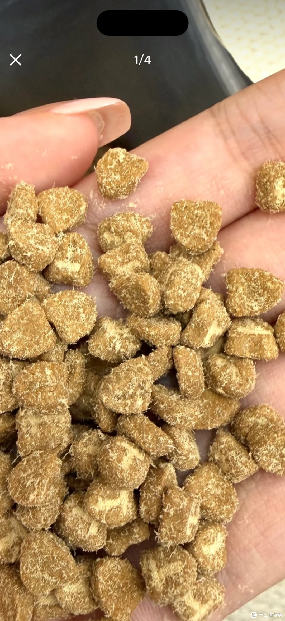 橘猫圆圆的精致生活