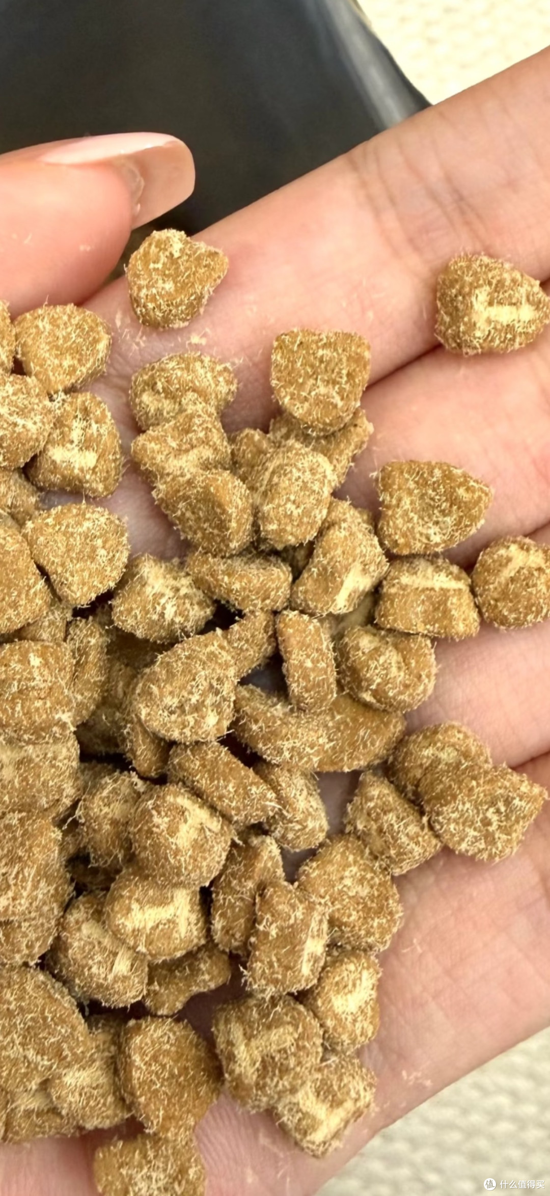 橘猫圆圆的精致生活