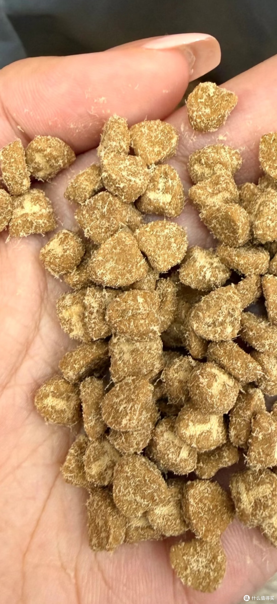 橘猫圆圆的精致生活