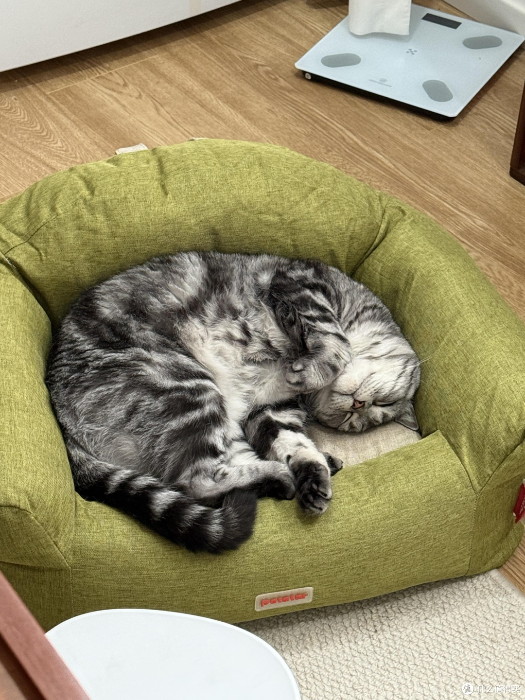 养猫生活指南:健康与陪伴