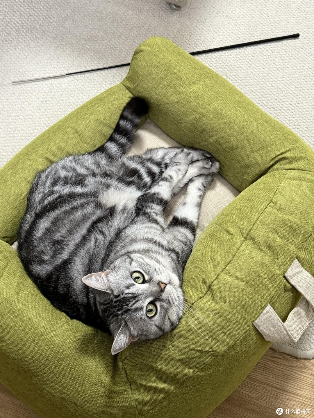 养猫生活指南:健康与陪伴