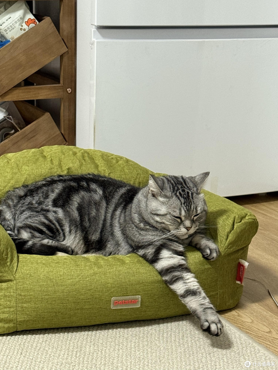 养猫生活指南:健康与陪伴