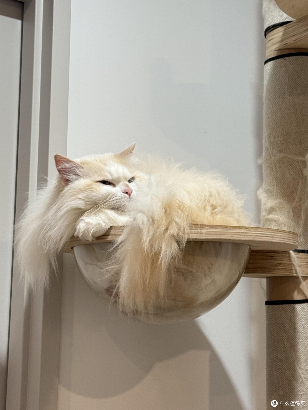 科学养猫：饮食健康与专属餐具