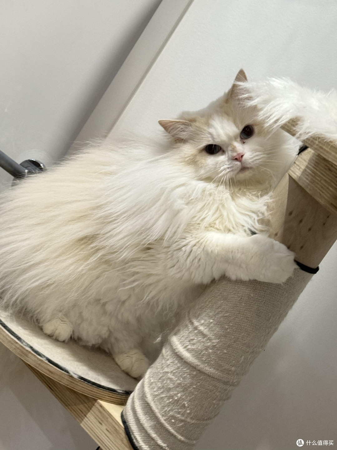 科学养猫:饮食健康与专属餐具